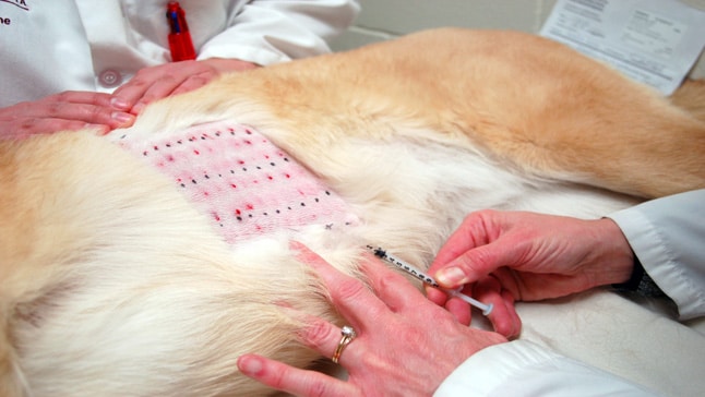 prueba de alergia en perros
