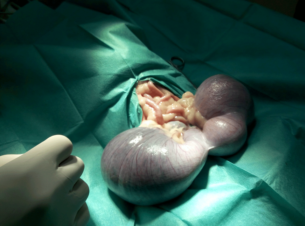 castración de perra