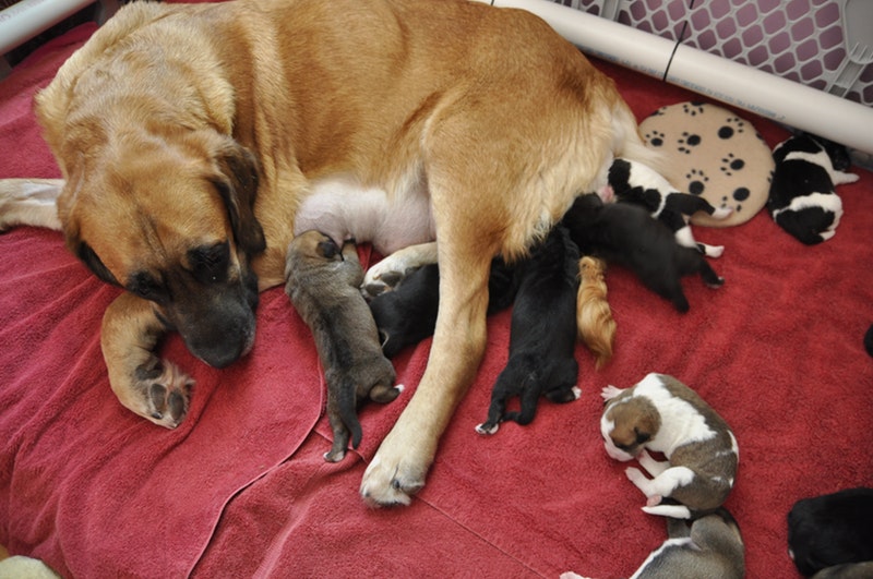 cuidados básicos cachorros perro o gato