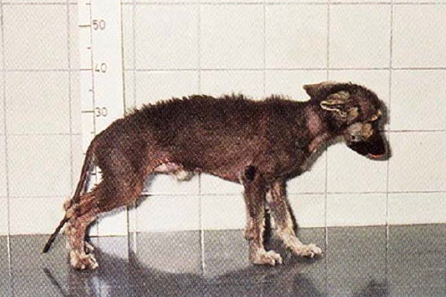 enanismo hipofisario perro