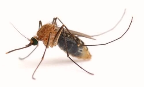 enfermedad del mosquito en perro leishmania