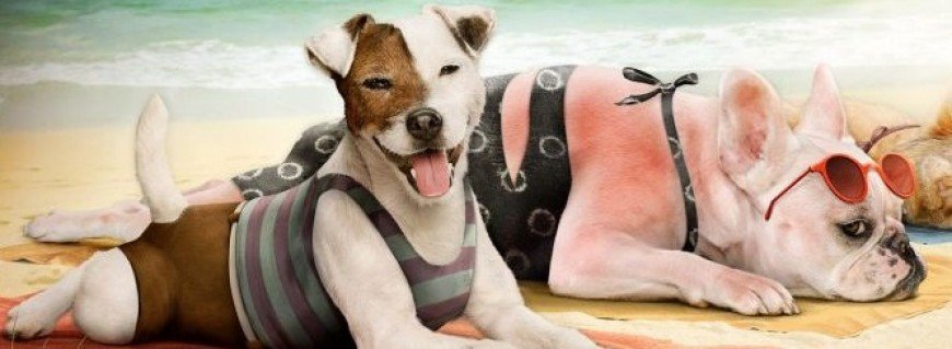 quemaduras solares en perros