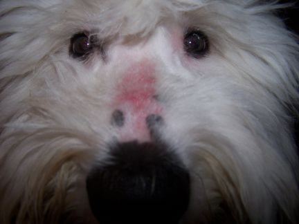 quemaduras solares en perro
