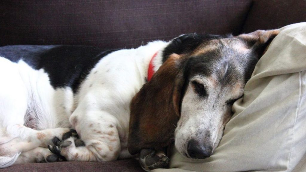 Eutanasia de animales a domicilio