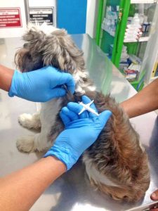 colocación microchip en perro