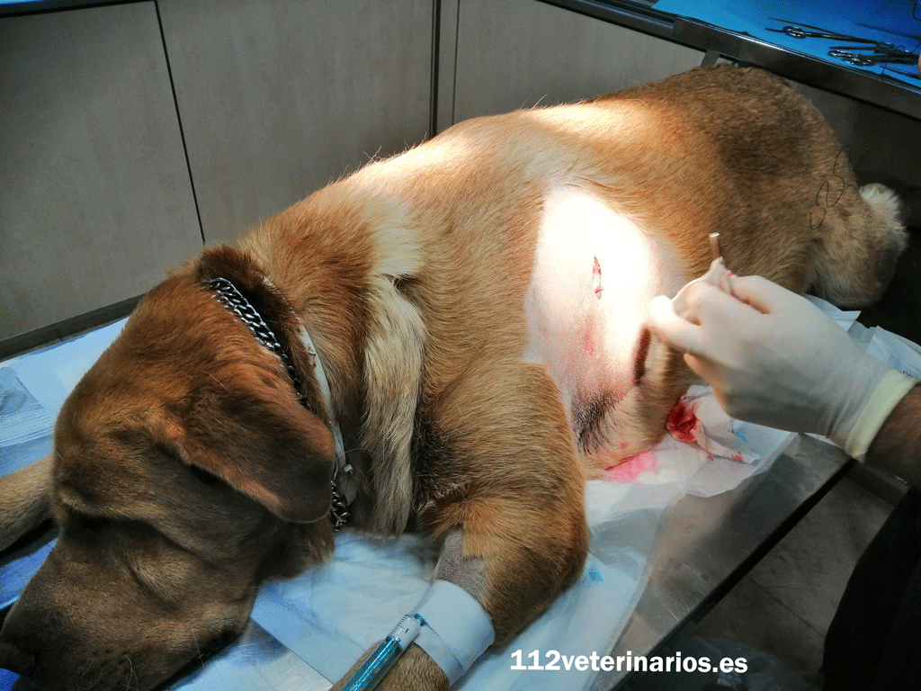 112veterinarios veterinario a domicilio