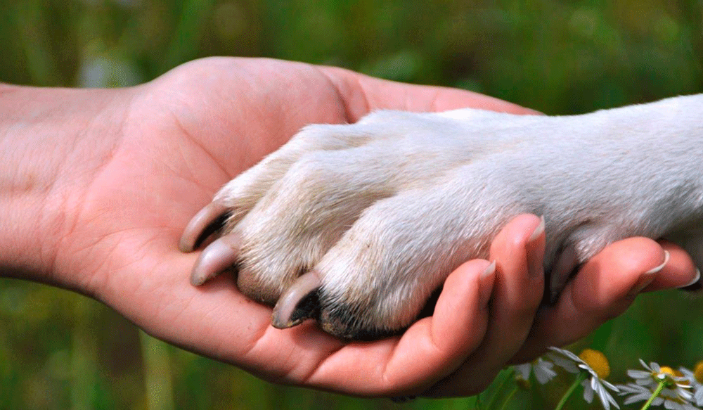 Eutanasia a domicilio