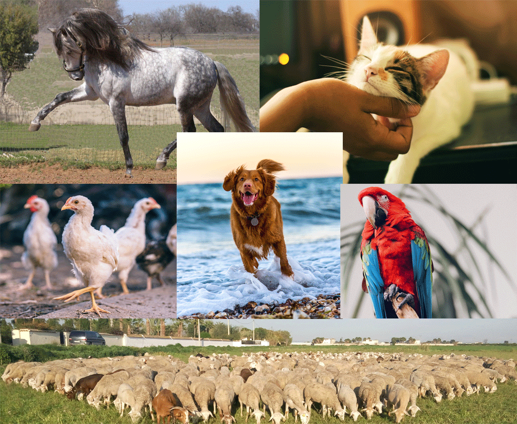 veterinario a domicilio