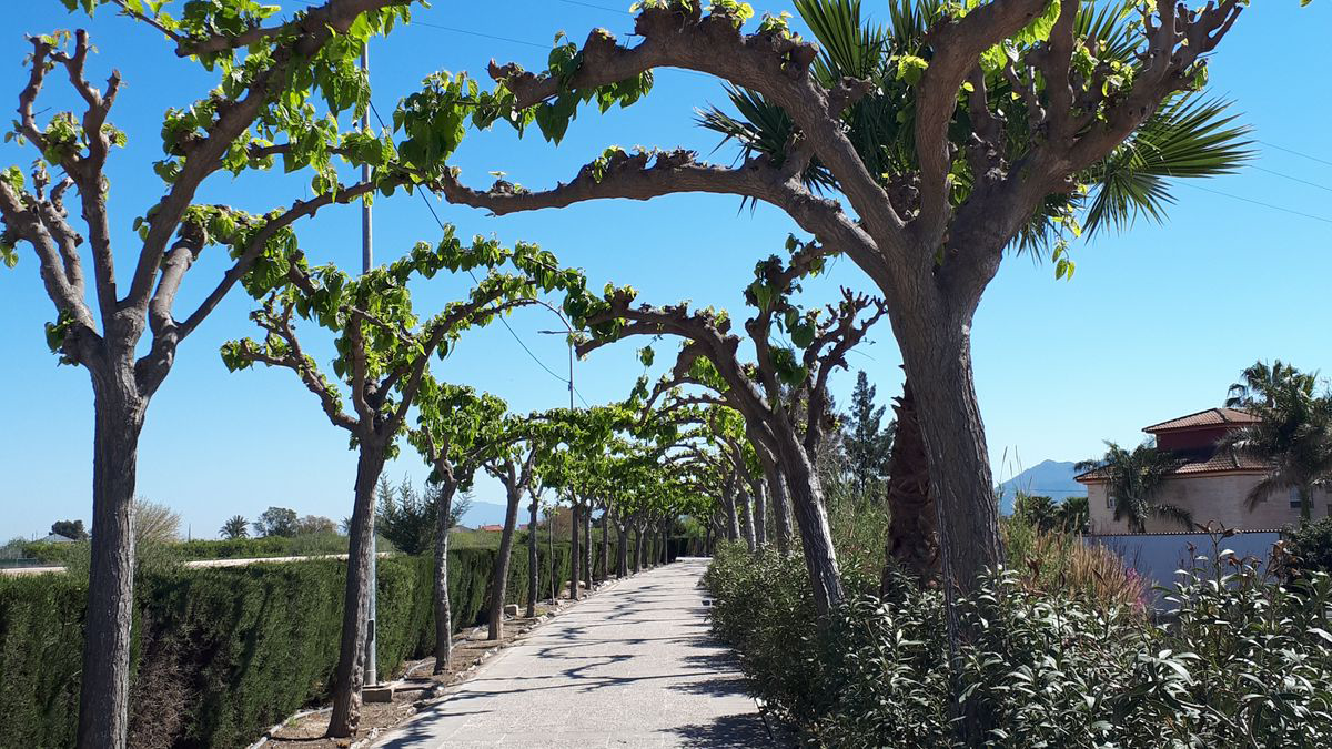 veterinario beniel a domicilio