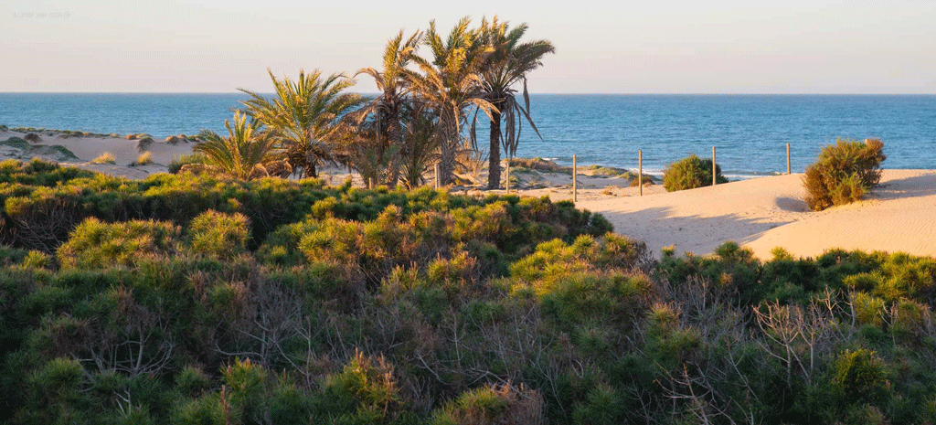 Playas de Guardamar del Segura