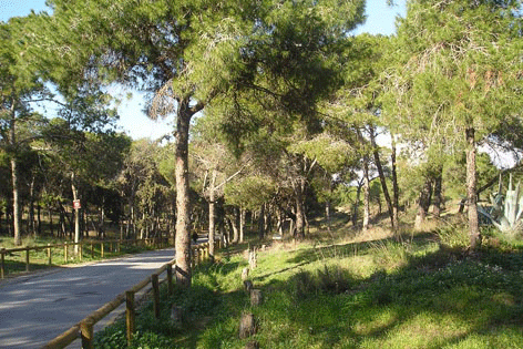 pinar de guardamar del segura