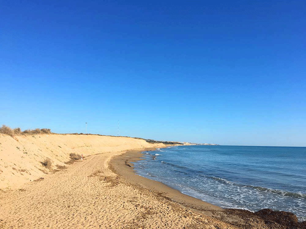 Veterinario Guardamar del segura