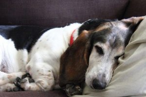 Eutanasia de animales a domicilio