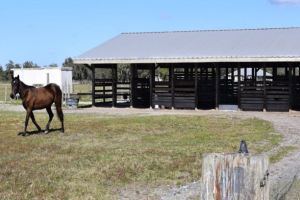 veterinario vega baja a domicilio